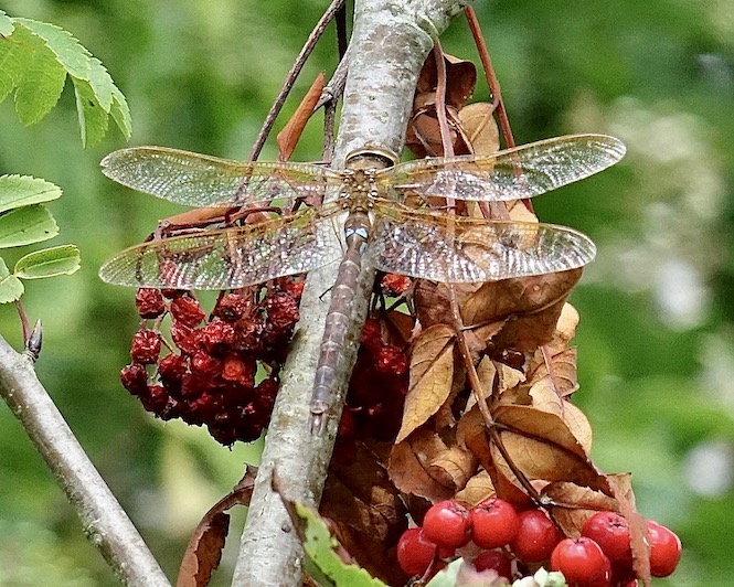 brown hawker